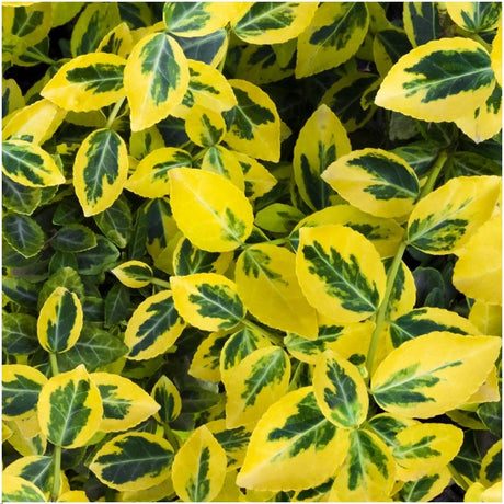 Livraison plante Euonymus fortunei 'Emerald Gold' - Lot de 6