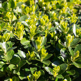 Livraison plante Euonymus japonica Green Spire – Lot de 6 – Hauteur 40 cm