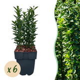 Livraison plante Euonymus japonica Green Spire – Lot de 6 – Hauteur 40 cm