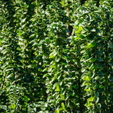 Livraison plante Euonymus japonica Green Spire – Lot de 6 – Hauteur 40 cm