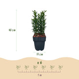 Livraison plante Euonymus japonica Green Spire – Lot de 6 – Hauteur 40 cm