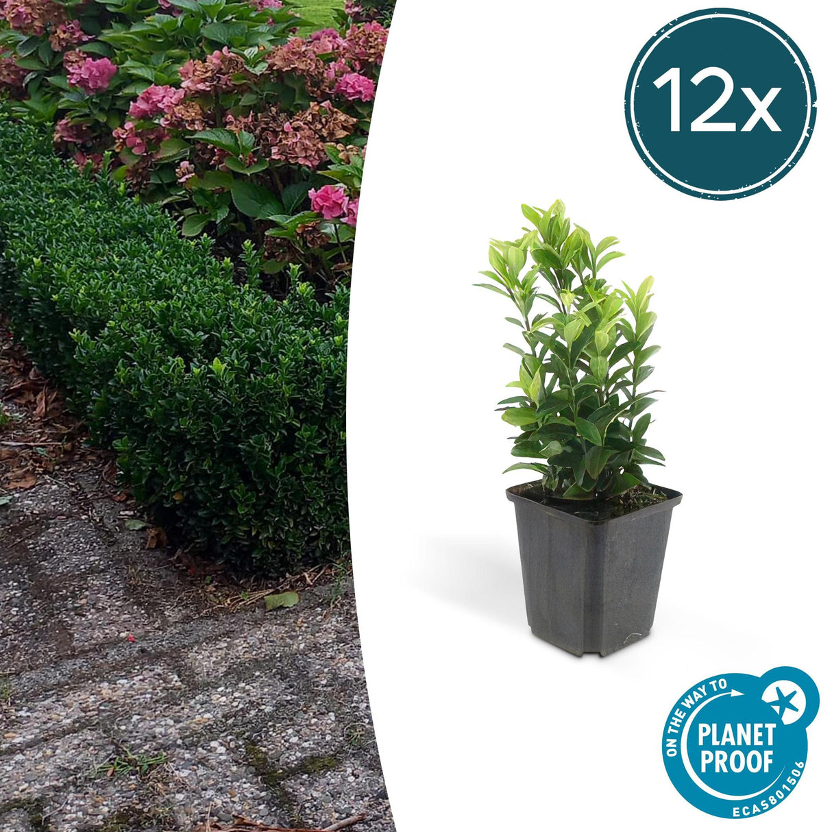 Livraison plante Euonymus japonicus Green Spire