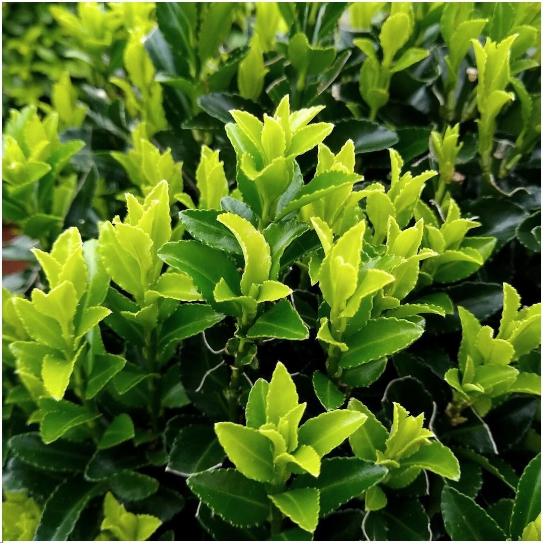 Livraison plante Euonymus japonicus 'Green Spire' - Lot de 6