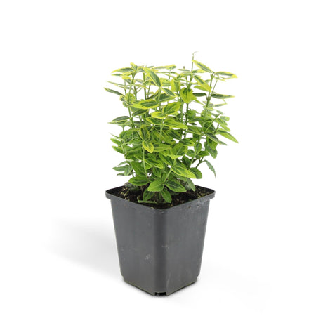 Livraison plante Euoynmus 'Emerald n Gold’ - Lot de 6