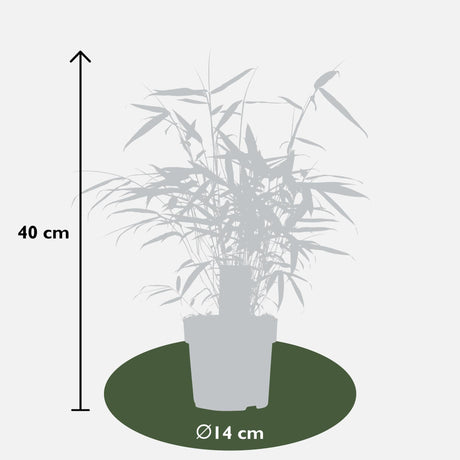 Livraison plante Fargesia Robusta 'Pingwu'