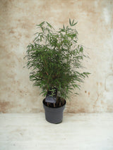 Livraison plante Fargesia Rufa bambou d23cm h95cm