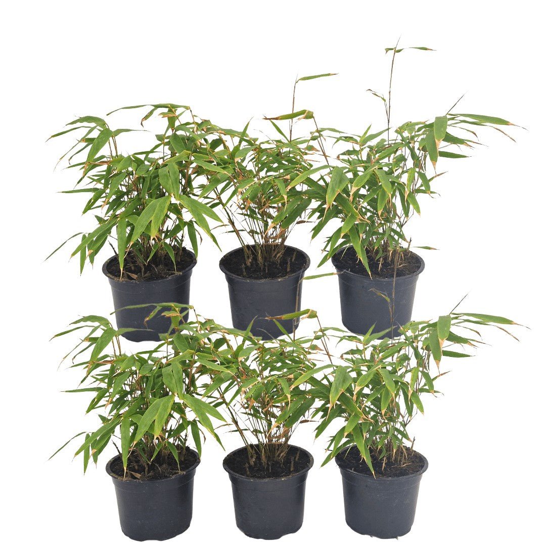 Livraison plante Fargesia Rufa lot de 24 bambou - Ø13 cm - ↕25 cm - plante d'extérieur