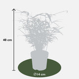 Livraison plante Fargesia ruga - lot de 4 - ↨40cm - Ø14 - plante d'extérieur