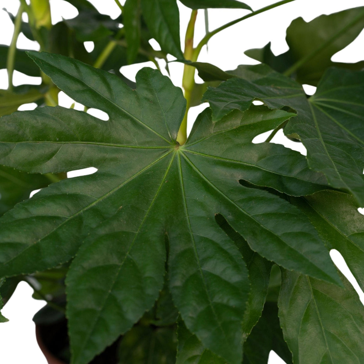 Livraison plante Fatsia japonica vert h85cm