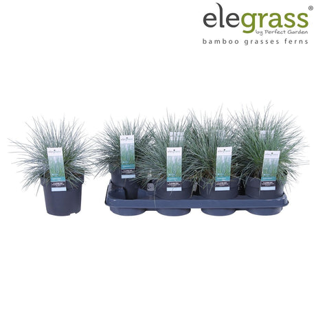 Livraison plante Festuca glauca 'Azura Blue'