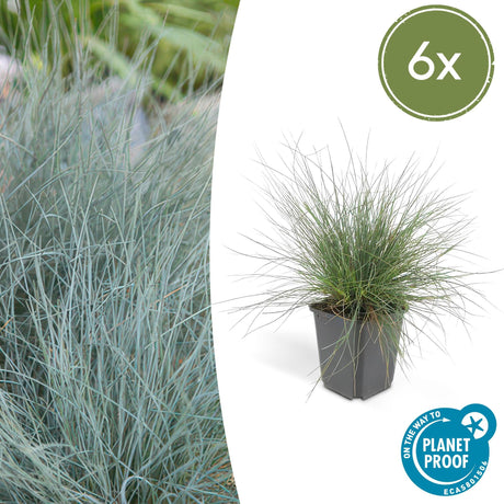 Livraison plante Festuca glauca Elijah Bleu