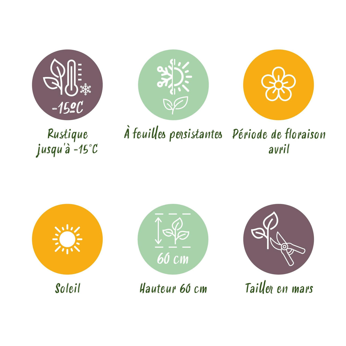 Livraison plante Festuca glauca Intense Blue – Lot de 1 – Pot 17 cm