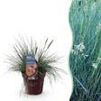 Livraison plante Festuca glauca Intense Blue – Lot de 1 – Pot 17 cm