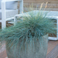 Festuca Azul (Festuca Glauca) 'Elijah Blue'