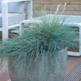 Livraison plante Fétuque bleue 'Elijah Blue'
