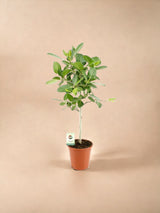 Livraison plante Ficus Benghalensis Audrey