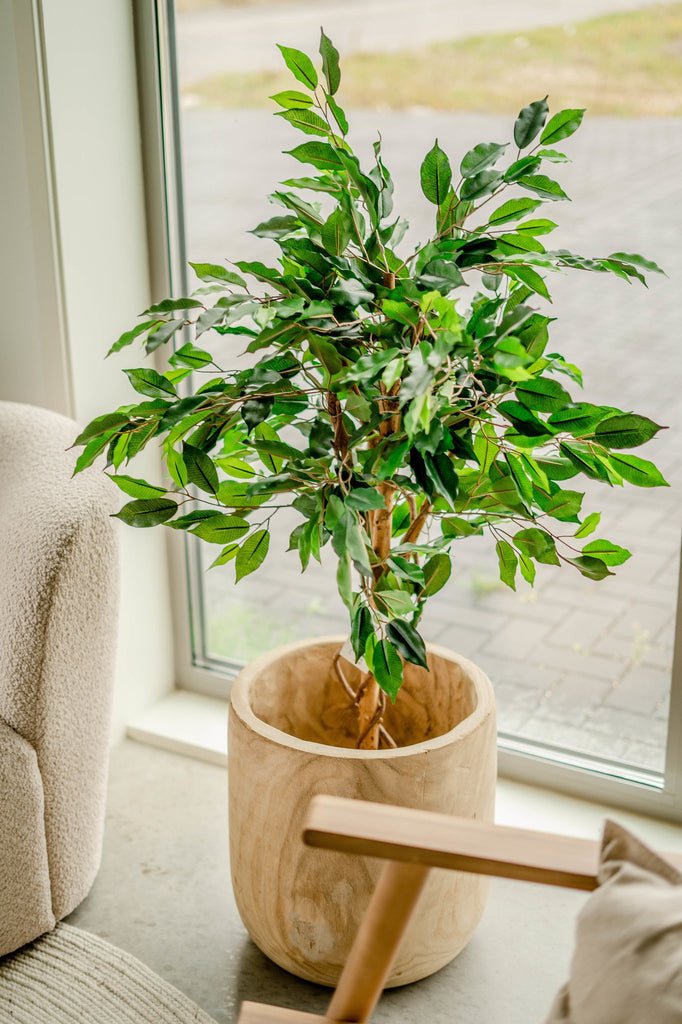 Livraison plante Ficus benjamina - Arbre artificiel