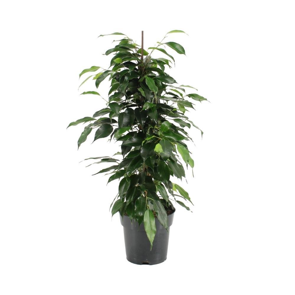 Livraison plante Ficus Benjamina Danielle