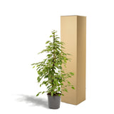 Livraison plante Ficus benjamina Golden King h95cm