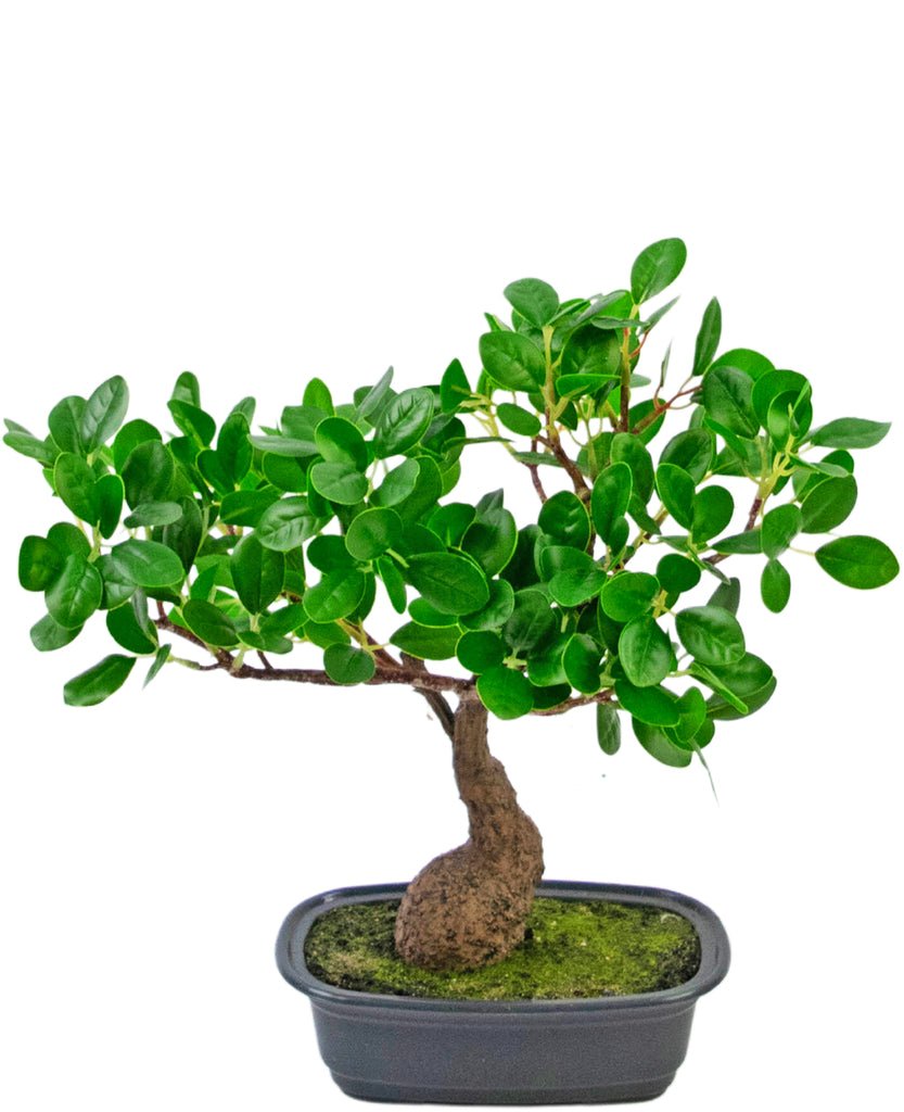 Livraison plante Ficus - bonsai artificiel