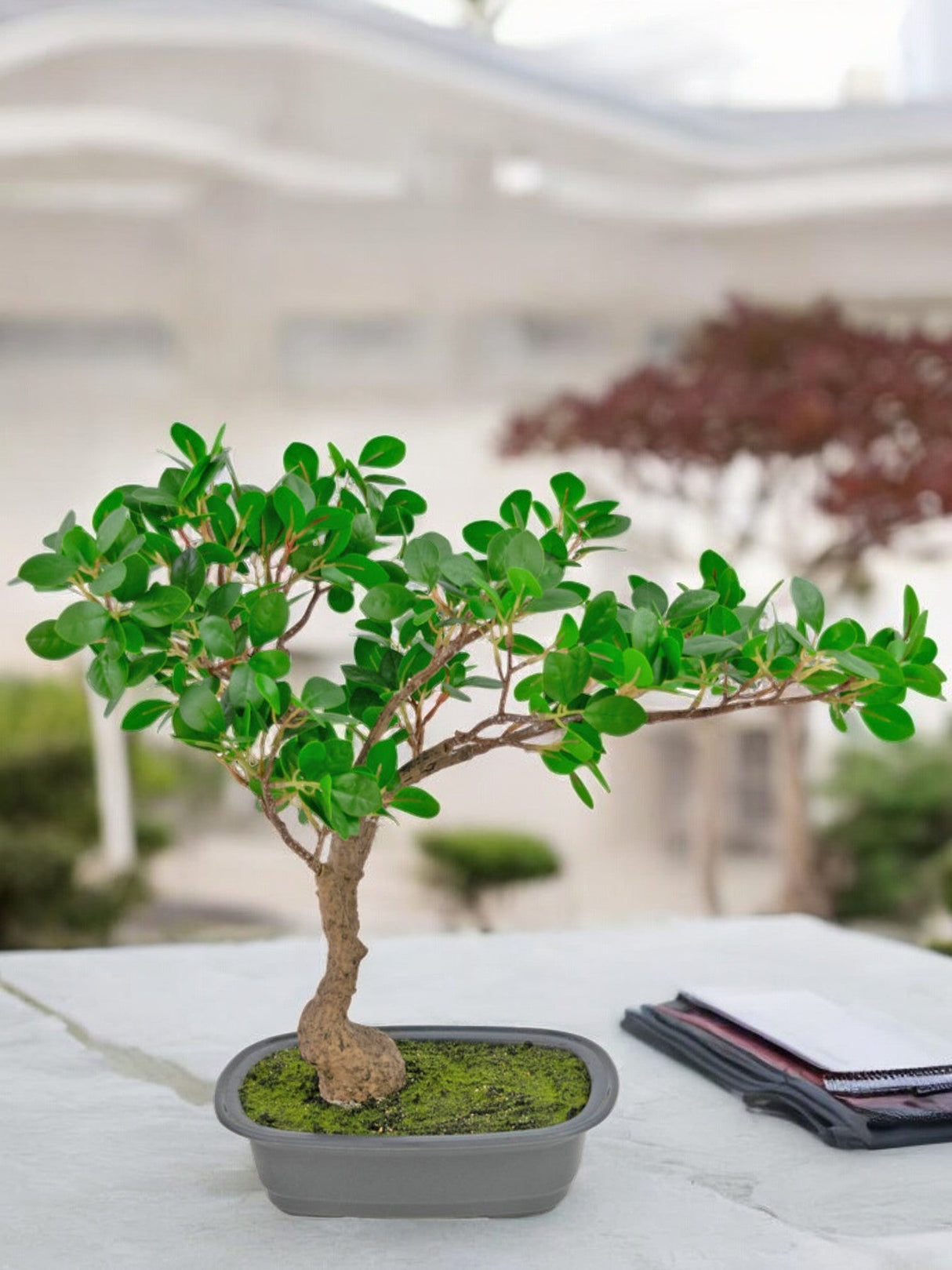 Livraison plante Ficus - bonsai artificiel