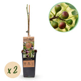 Livraison plante Ficus carica Little Miss Figgy – Lot de 2 – Pot 15 cm