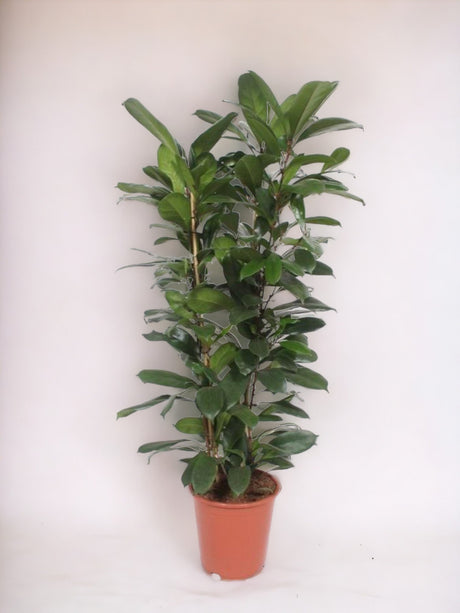 Livraison plante Ficus Cyathistipula