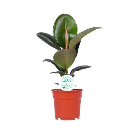 Livraison plante Ficus Elastica Robusta