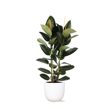 Livraison plante Ficus Elastica Robusta et son pot