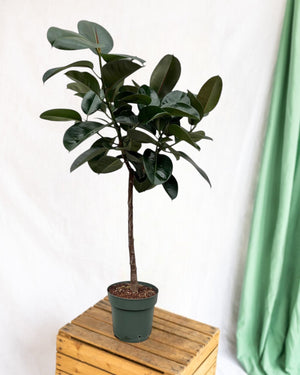 Tronco Ficus Elastica Robusta - 130 cm - ø24