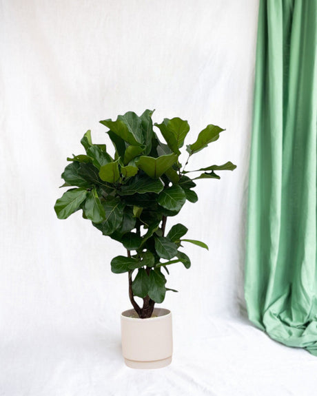 Livraison plante Ficus Lyrata