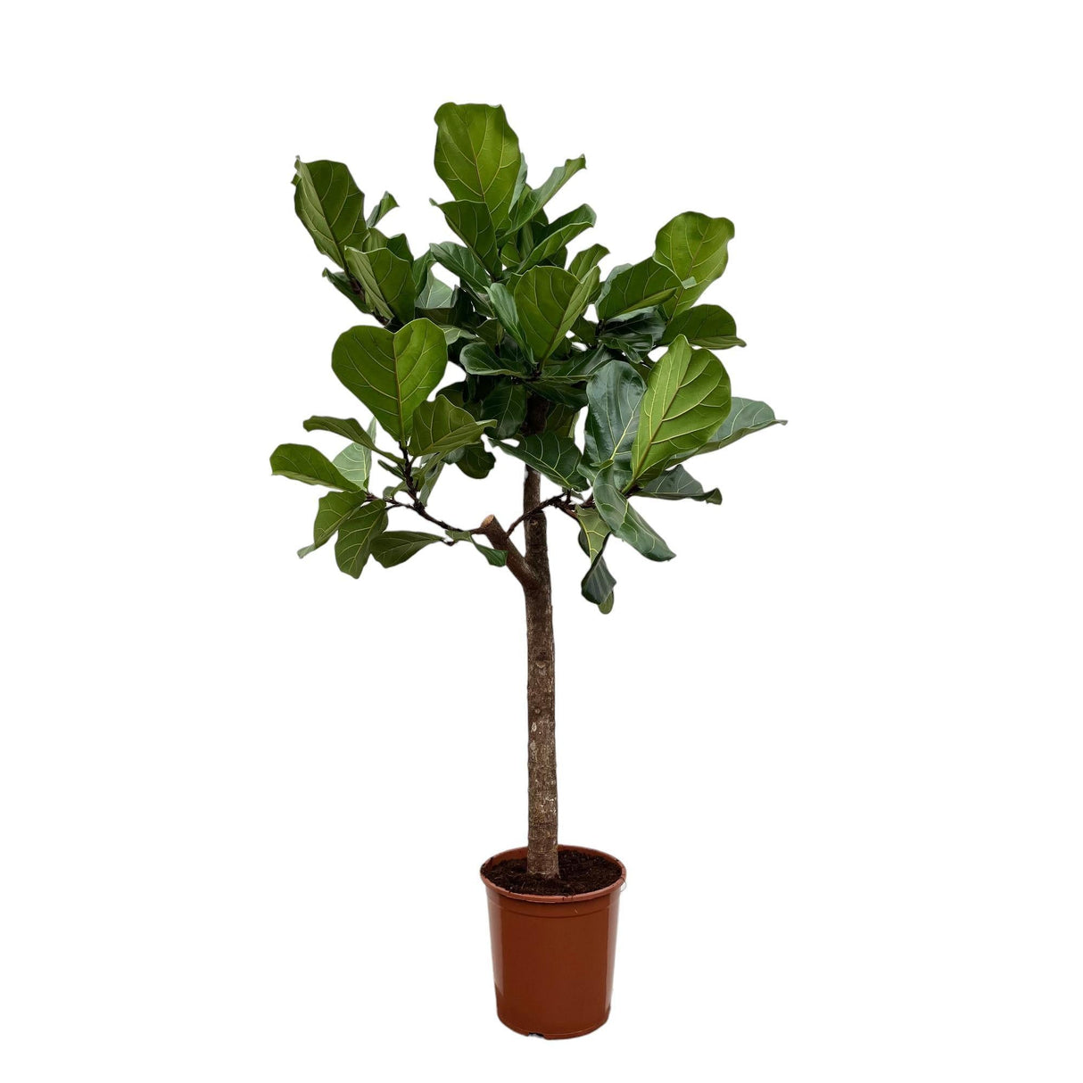 Livraison plante Ficus Lyrata boom - 160 cm - ø30