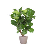 Livraison plante Ficus Lyrata et son pot