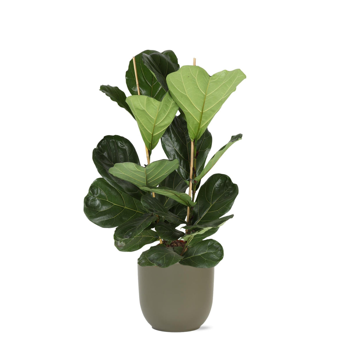 Livraison plante Ficus Lyrata et son pot