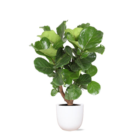 Livraison plante Ficus Lyrata et son pot