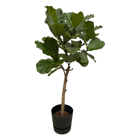 Livraison plante Ficus Lyrata et son pot