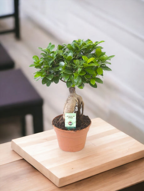 Livraison plante Ficus Microcarpa Ginseng