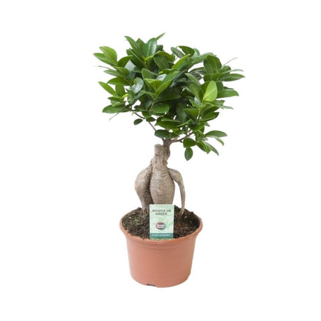 Livraison plante Ficus Microcarpa Ginseng