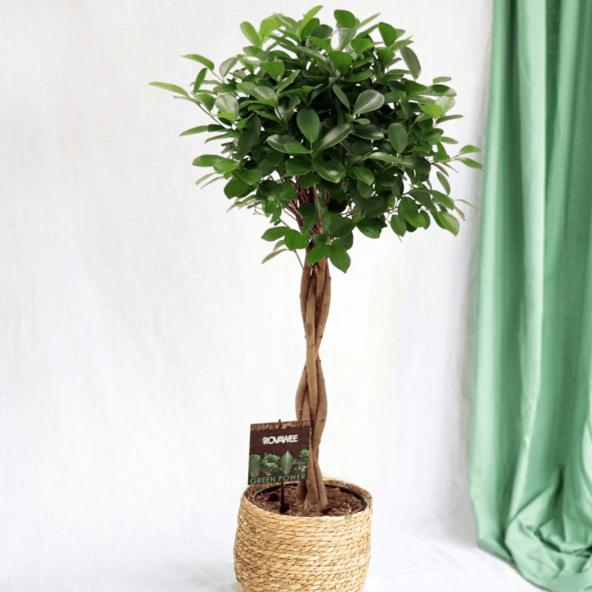 Planta Única: Ficus Microcarpa Moclame com Tronco Trançado 55cm
