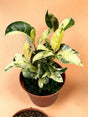 Livraison plante Ficus Moonshine Shivereana