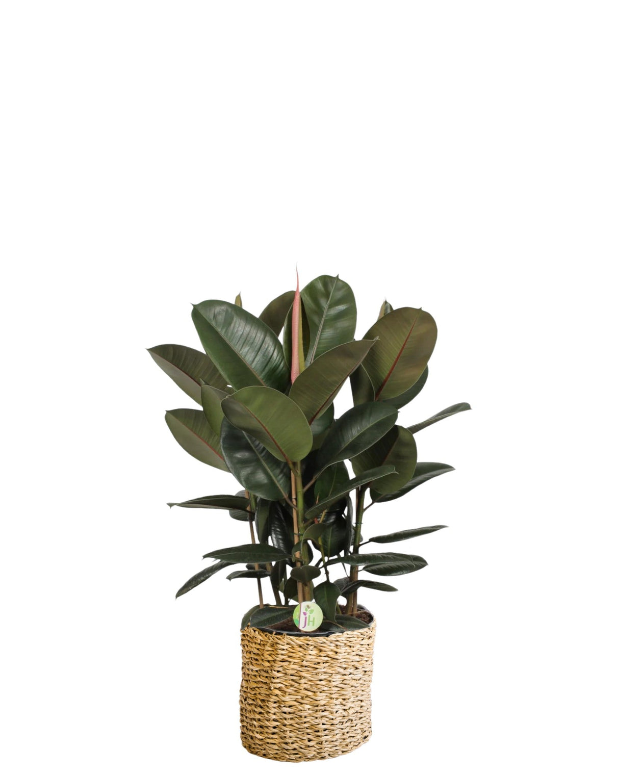 Livraison plante Ficus 'Robusta' h90cm