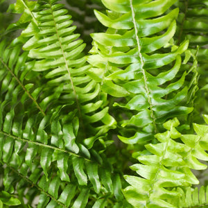 Livraison plante Fougère de Boston