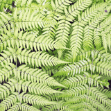 Livraison plante Fougère dryopteris