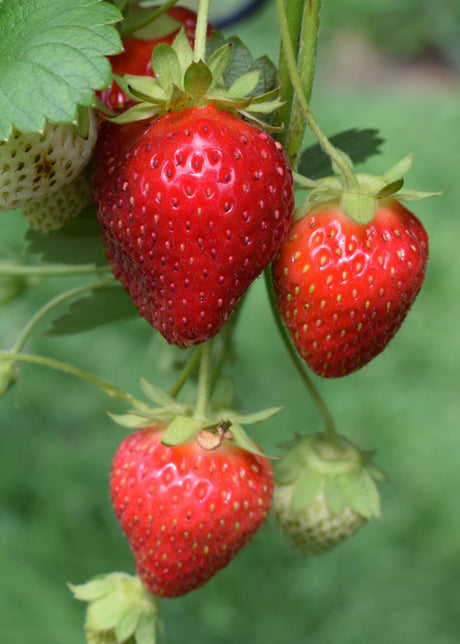 Livraison plante Fragaria x ananassa Delizzimo