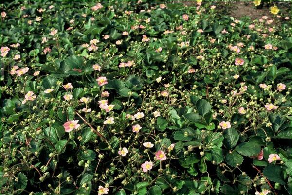 Livraison plante Fraise des bois