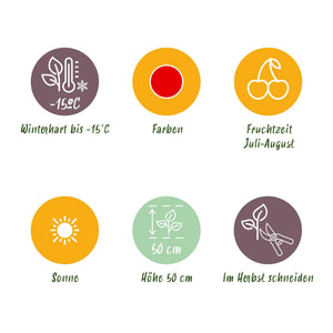 Livraison plante Fraisier Elsanta – Lot de 3 – Pot 9 cm