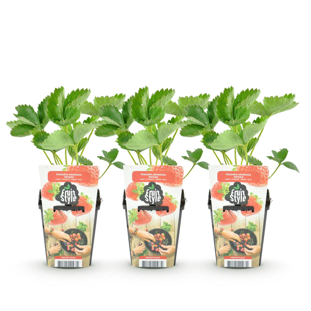 Livraison plante Fraisier Elsanta – Lot de 3 – Pot 9 cm