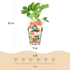 Livraison plante Fraisier Fragaria Elvira – Lot de 3 – Pot 9 cm