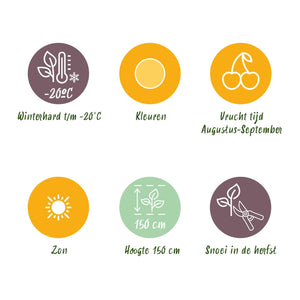 Livraison plante Framboisier Fallgold – Lot de 3 – Pot 9 cm