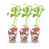 Livraison plante Framboisier Heritage – Lot de 3 – Pot 9 cm